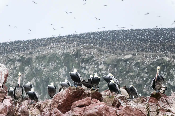 best lima tours paracas ballestas