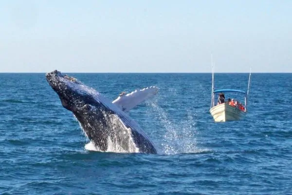 best Mazatlan tours swimming with whales