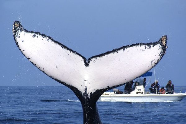 best Mazatlan tours swimming with whales