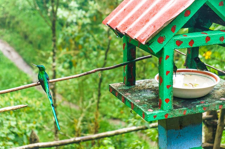 Incredible hummingbirds is one of the reasons to visit Colombia