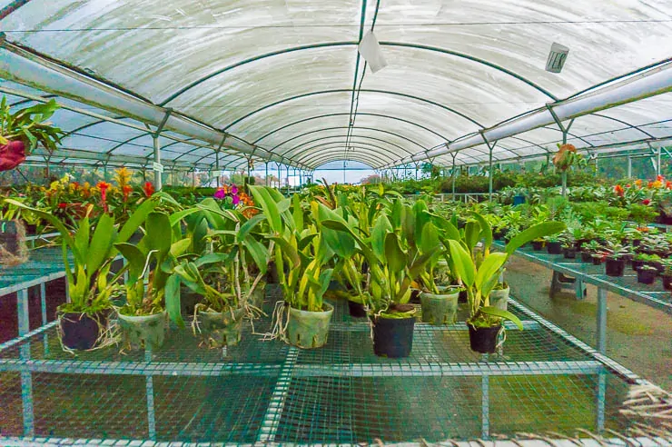 The greenhouse at the top of Morro de Moravia Medellin