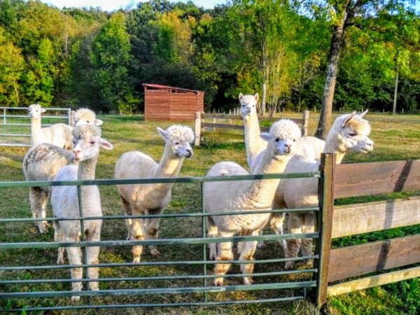 volunteering abroad france alpaca house sitting France