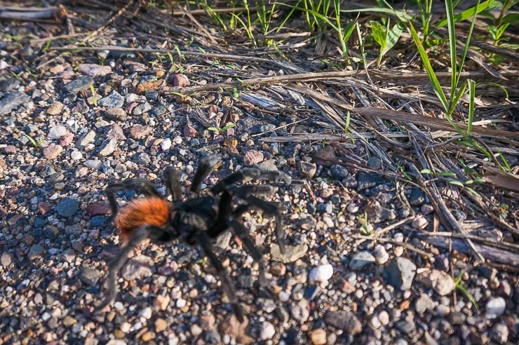 Is Belize Safe? There are definitely some dangerous wildlife, although this big tarantula isn't a major threat.