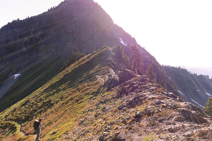 My friend crossing beneath a small herd of mountain goats in Olympic National Park