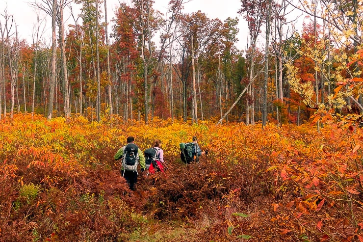 Day Hike Essentials to Carry on the Trail outdoors, hiking